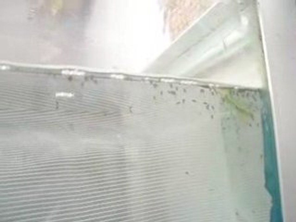 alevins betta 1er jours