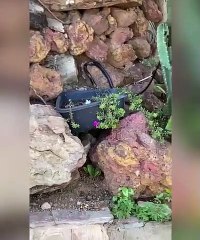 Cobra é resgatada em escola em luziânia