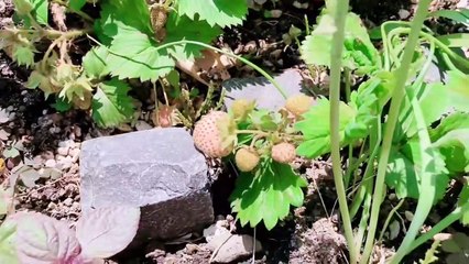 【一人暮らしアラサー独身女】45