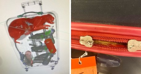 New York : un agent aéroportuaire de JKF découvre un chat en bonne santé dans une... valise !