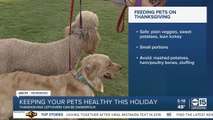 Keeping your pets healthy during the holidays