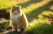 More than 350,000 cats in Britain have been infected with COVID-19, study finds