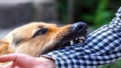 सुलतानपुर: स्किन इंफेक्शन के चलते कुत्ते हो रहे आक्रामक, काटने की घटनाओं में हो रही वृद्धि