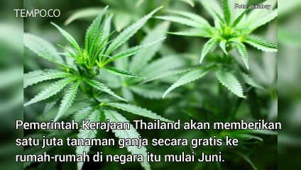 Pemerintah Thailand akan Bagikan 1 Juta Pohon Ganja ke Warganya
