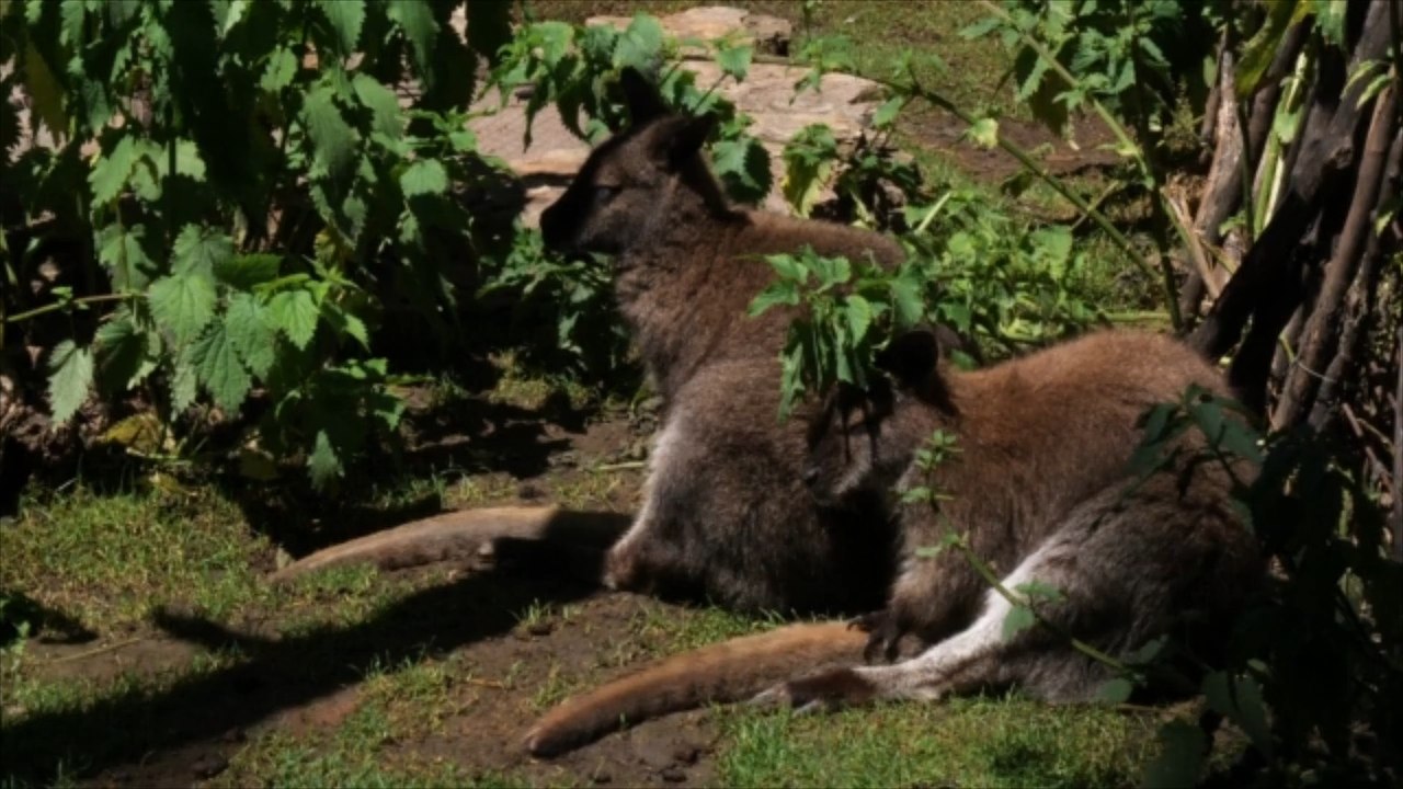 Tierpark luckenwalde: fuchs tötet alle kängurus