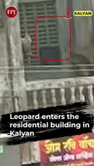 Leopard Creates Chaos In Kalyan