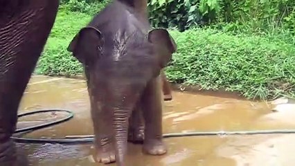 A three week old baby elephant exploring his territory