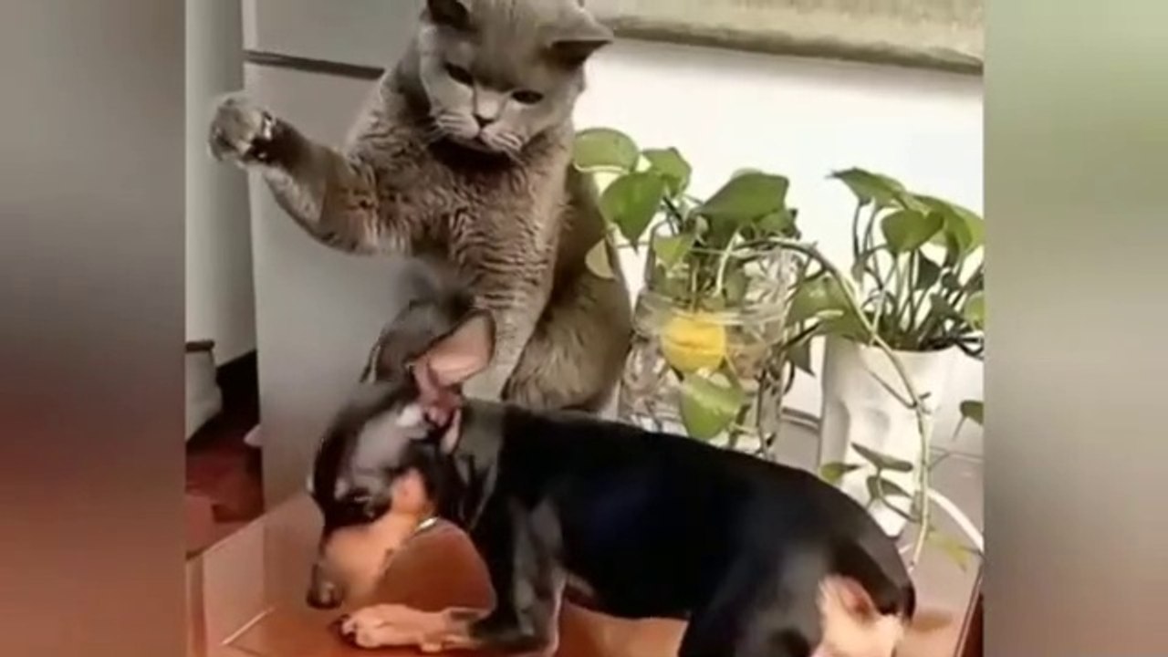 Funny Dubbing Video ||Comedy videos || Entertainment Videos #funnyvideo #comedyvideos#dailymotionvideo