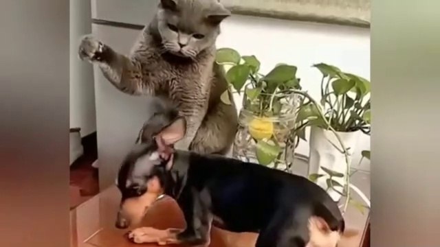 Funny Dubbing Video ||Comedy videos || Entertainment Videos #funnyvideo #comedyvideos#dailymotionvideo