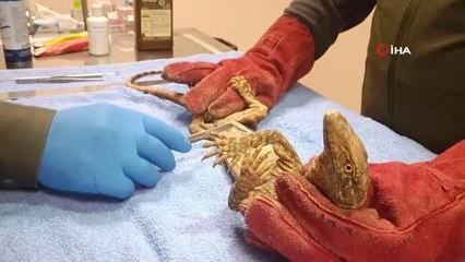Şanlıurfa'da bulunan çöl varanı tedaviye alındı