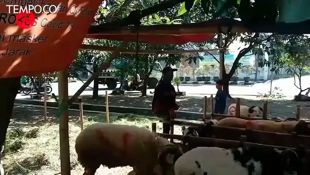 Vaksinasi Ternak Antisipasi Wabah Penyakit Mulut dan Kuku Saat Idul Adha