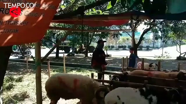 Vaksinasi Ternak Antisipasi Wabah Penyakit Mulut dan Kuku Saat Idul Adha