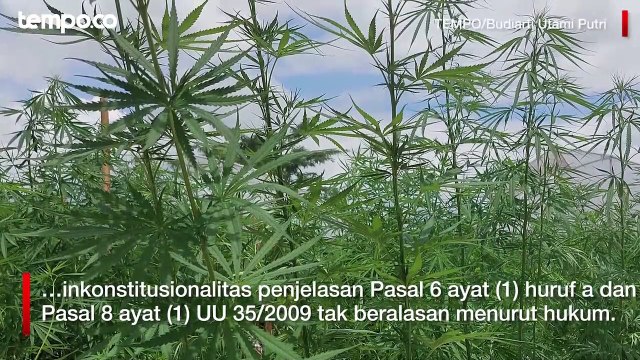 MK Tolak Gugatan Uji Materi Aturan Ganja Medis