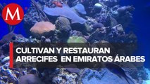 EUA busca salvaguardar arrecifes de los Emiratos Árabes