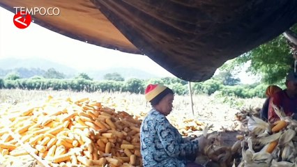 PLN NTB Manfaatkan Bonggol Jagung Sebagai Sumber Energi Listrik