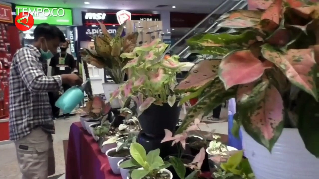 Wapres Ma'ruf Amkn Harap Indonesia Bisa Ekspor Tanaman Hias Aglaonema