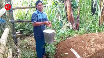 Akibat Penyakit Mulut dan Kuku, Peternak Sapi Buang Ratusan Liter Susu Setiap Hari