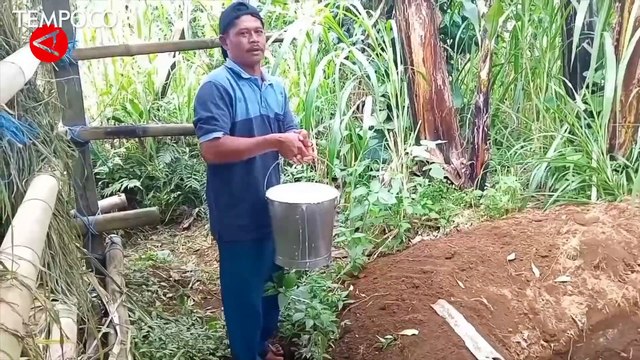 Akibat Penyakit Mulut dan Kuku, Peternak Sapi Buang Ratusan Liter Susu Setiap Hari