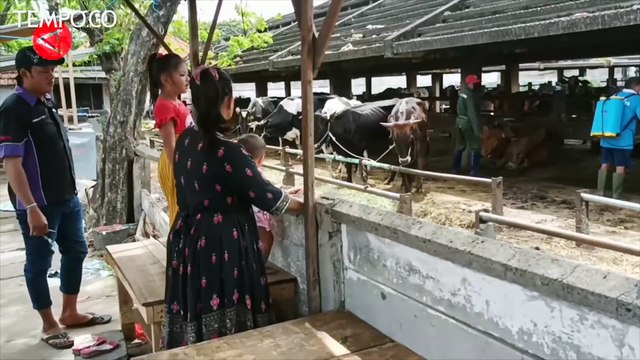 Jatim Berjibaku Kendalikan Wabah Penyakit Mulut dan Kuku Hewan Ternak