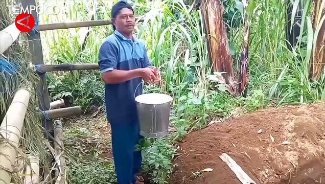 Akibat Penyakit Mulut dan Kuku, Peternak Sapi Buang Ratusan Liter Susu Setiap Hari