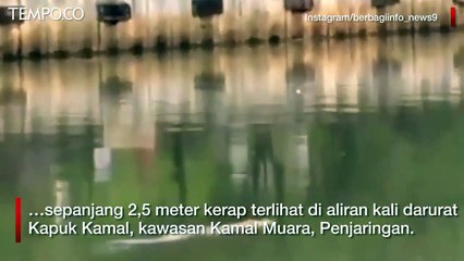 Petugas Kebersihan Beberapa Kali Melihat Seekor Buaya di Kamal Muara