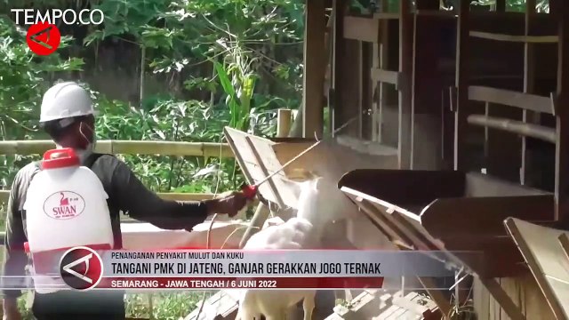 Tangani Wabah PMK di Jateng, Ganjar Pranowo Hadirkan Gerakan Jogo Ternak