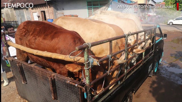 Cegah PMK, Tangerang Awasi Masuknya Hewan Ternak 14 hari Sebelum Idul Adha