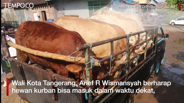 Cegah PMK, Tangerang Awasi Masuknya Hewan Ternak 14 hari Sebelum Idul Adha