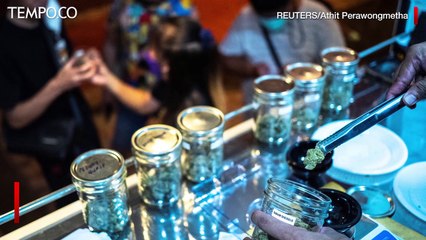 Thailand Legalkan Ganja, Satu Orang Tewas karena Overdosis
