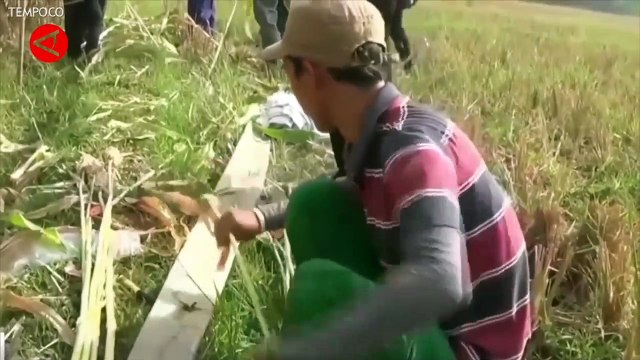 Memiliki Kandungan Gizi Tinggi, Ini Manfaat Sorgum Bagi Tubuh