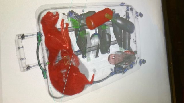 TSA agents find live cat trapped inside suitcase at JFK airport