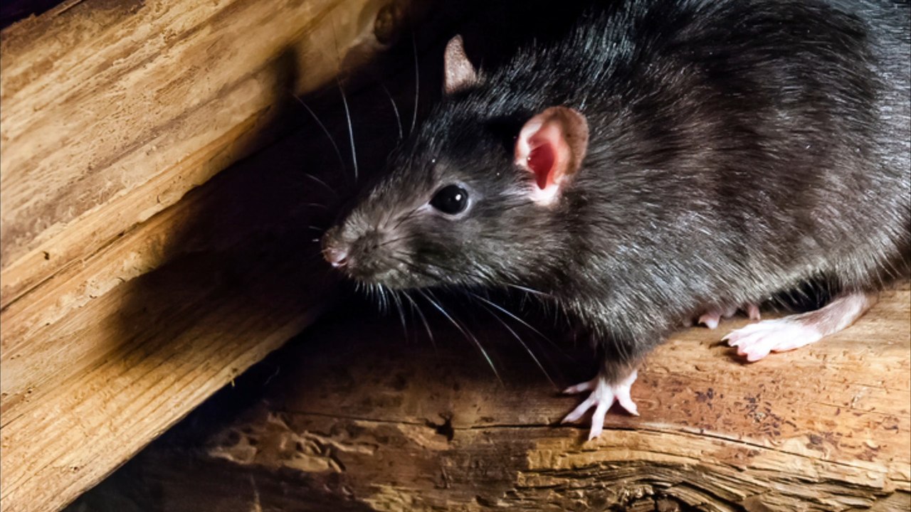 Ratten sollen rund 600 Kilo Drogen gefressen haben