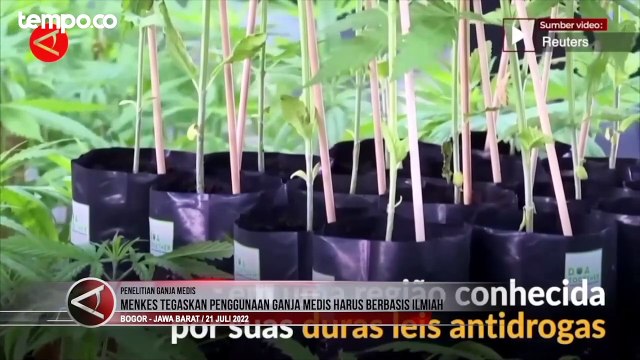 Soal Ganja Medis, Menkes: Penggunaan Harus Berbasis Ilmiah