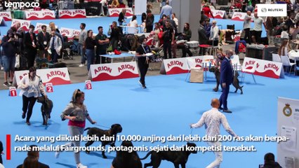 200 Ras Anjing Dunia Ikuti World Dog Show 2022