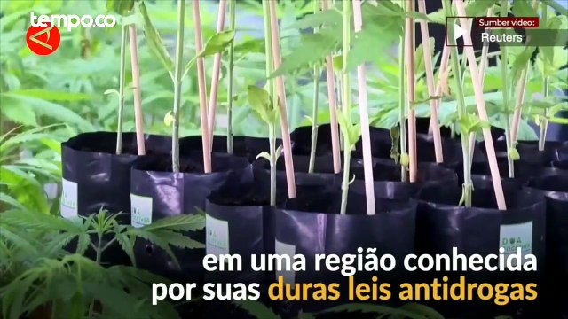 Wapres Ma'ruf Amin Minta MUI Fatwakan Pedoman Ganja Medis