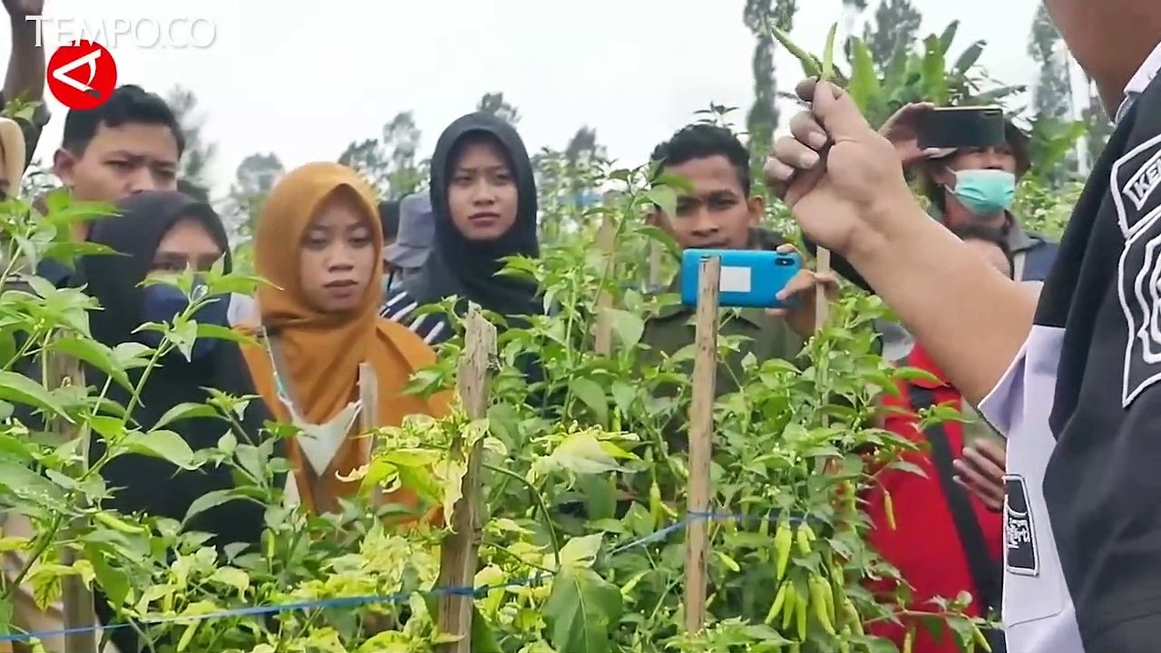 Khawatir Stok Cabai Menipis saat Idul Adha, Kem...