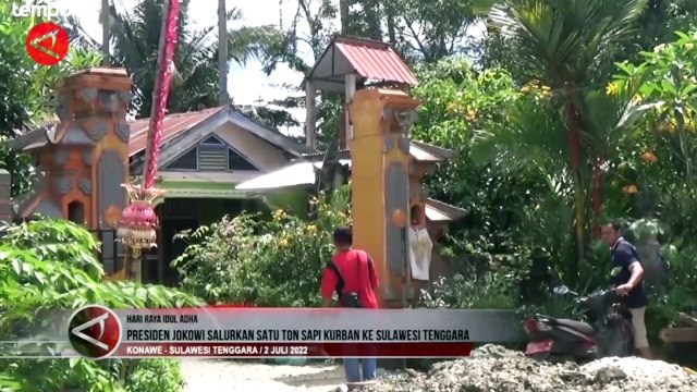 Presiden Joko Widodo Salurkan Sapi Kurban Seberat 1 Ton di Sulteng