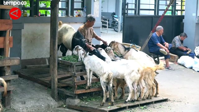 Tips Memilih Hewan Kurban di Tengah Wabah PMK