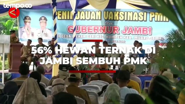 Tingkat Kesembuhan PMK Pada Hewan Ternak di Jambi Capai 56%