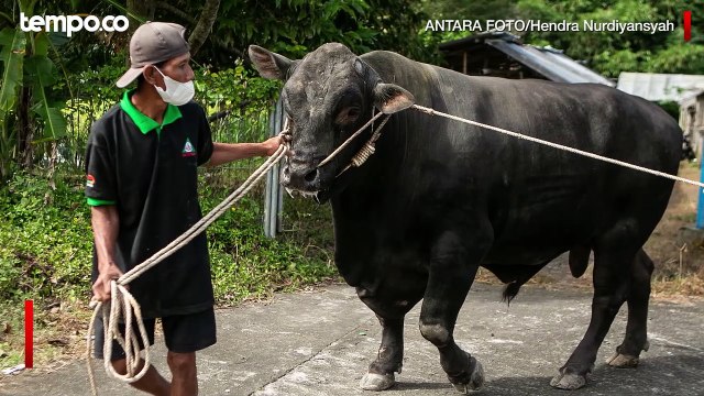Mengenal Sapi Limosin, Hewan Kurban Favorit Pejabat dan Crazy Rich