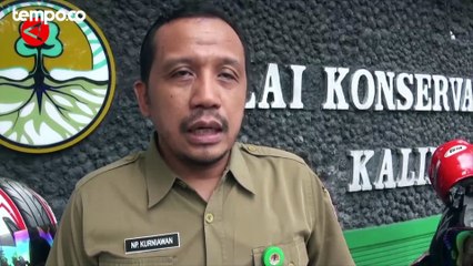 Viral Orangutan Terjebak di Jembatan Kalteng Digiring Balik ke Habitatnya