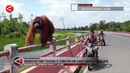 Viral Orangutan Terjebak di Jembatan Kalteng Digiring Balik ke Habitatnya
