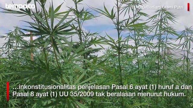 MK Tolak Gugatan Uji Materi Aturan Ganja Medis