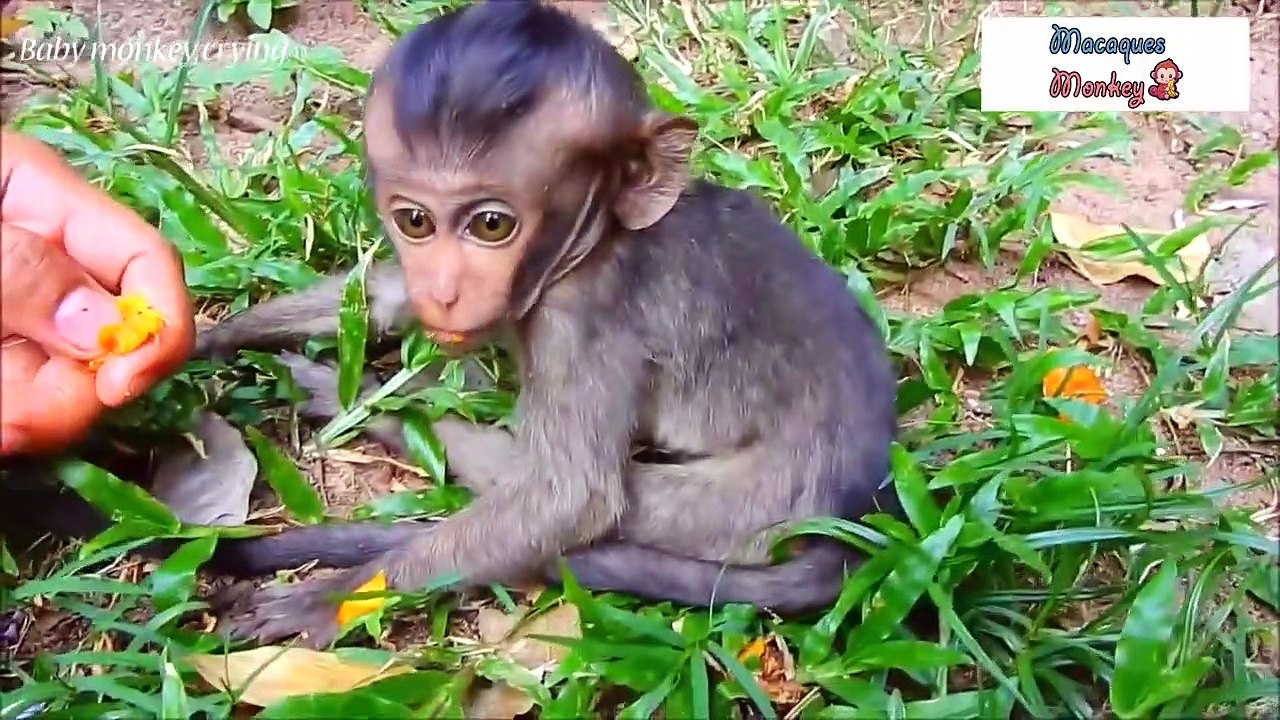 Disabled little monkey still lives strong after being abandoned by his mother