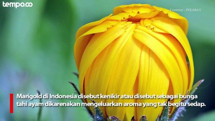 Lima Tanaman Pengusir Nyamuk di Rumah