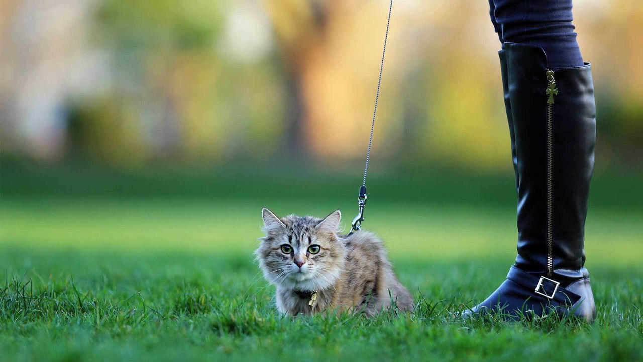 Katze an Leine gewöhnen: Mit diesen Tricks funktioniert’s