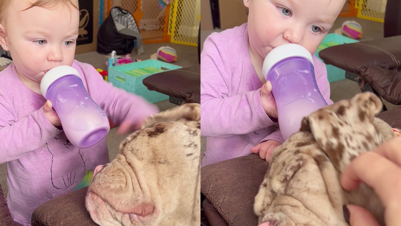 'They light up our lives' - Toddler shows 'ruthless' love to her snoring English Bulldog