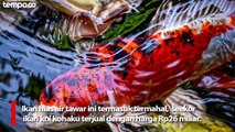 Deretan Ikan Hias Air Tawar Termahal di Dunia