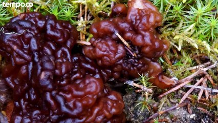 Enam Jamur Ini Layak Dikonsumsi dan Bermanfaat Bagi Kesehatan