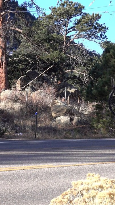 Elk Gets Antlers Stuck in Tree Swing